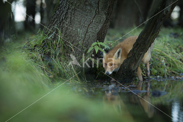 Vos (Vulpes vulpes)