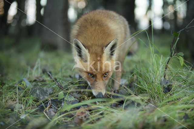 Fox (Vulpes vulpes)