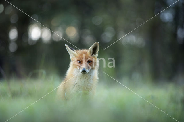 Fox (Vulpes vulpes)