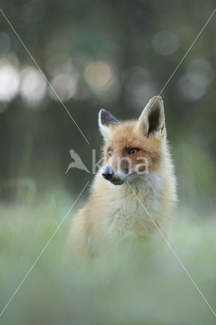 Vos (Vulpes vulpes)