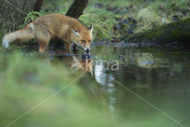 Fox (Vulpes vulpes)