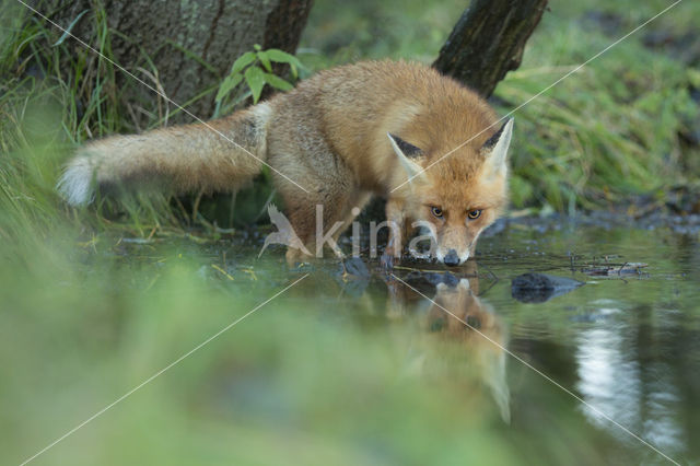 Fox (Vulpes vulpes)