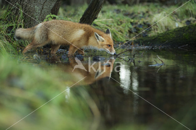 Fox (Vulpes vulpes)