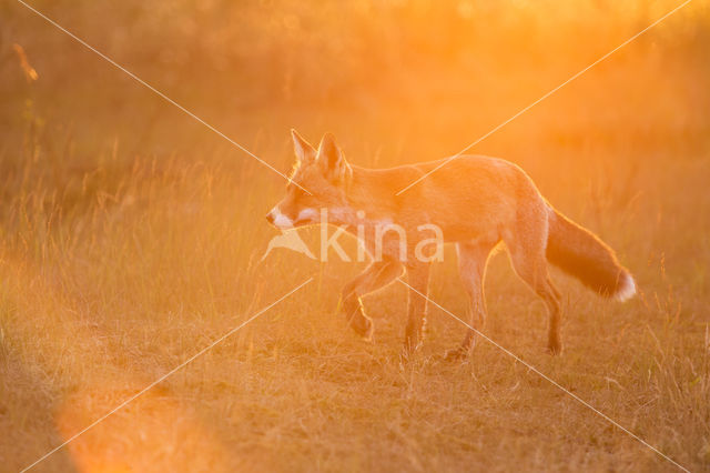 Fox (Vulpes vulpes)