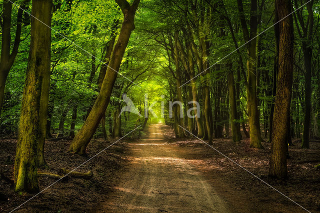 Speulderbos en Sprielderbos