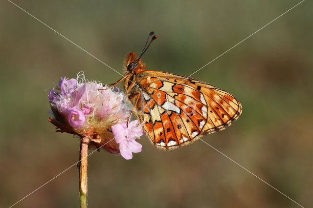 Pearl-Bordered Fritillary (Boloria euphrosyne)