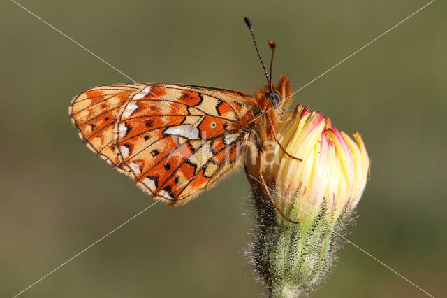 Zilvervlek parelmoervlinder (Boloria euphrosyne)