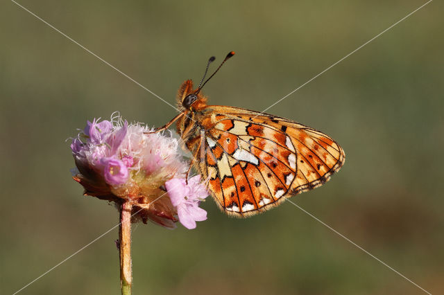 Pearl-Bordered Fritillary (Boloria euphrosyne)