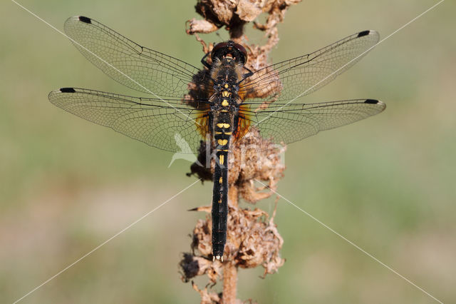 Eastern White-faced Darter (Leucorrhinia albifrons)