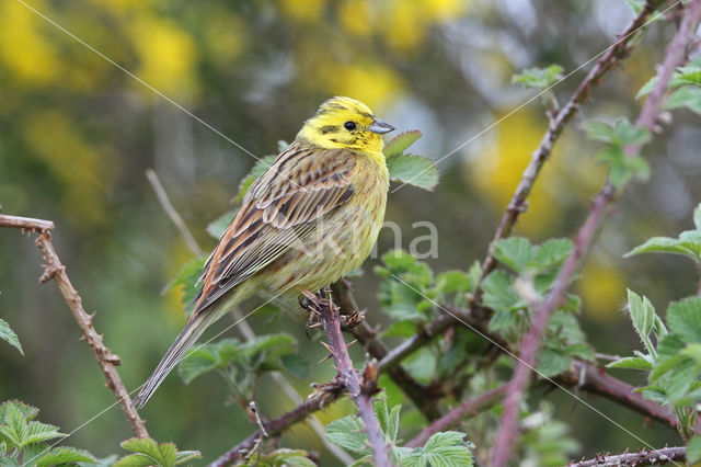 Geelgors (Emberiza citrinella)