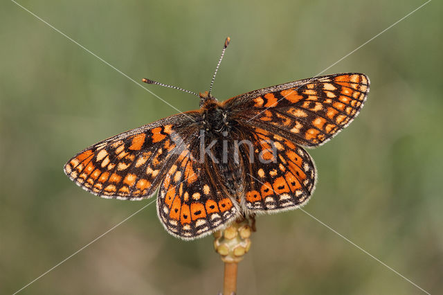 Moerasparelmoervlinder (Euphydryas aurinia)