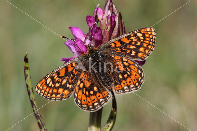 Moerasparelmoervlinder (Euphydryas aurinia)