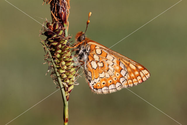 Moerasparelmoervlinder (Euphydryas aurinia)