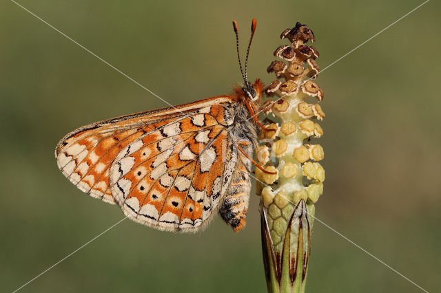 Marsh Fritillary (Euphydryas aurinia)