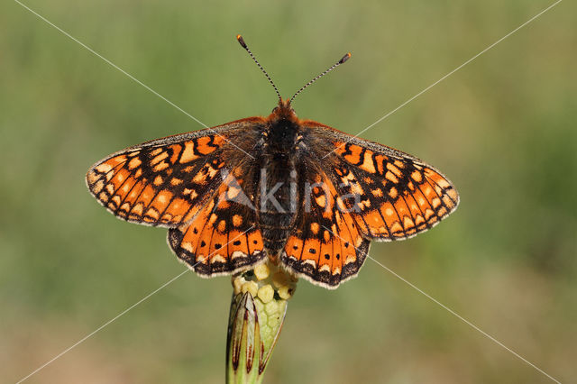 Moerasparelmoervlinder (Euphydryas aurinia)