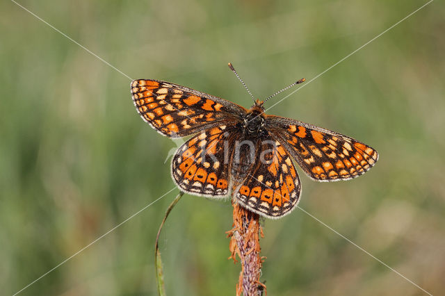 Marsh Fritillary (Euphydryas aurinia)