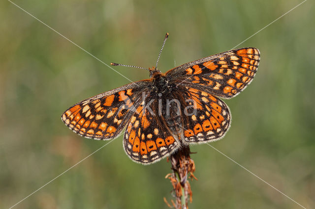 Moerasparelmoervlinder (Euphydryas aurinia)