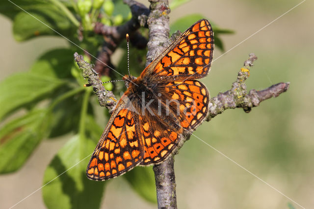 Moerasparelmoervlinder (Euphydryas aurinia)