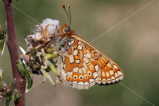 Marsh Fritillary (Euphydryas aurinia)