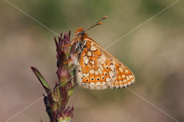 Moerasparelmoervlinder (Euphydryas aurinia)