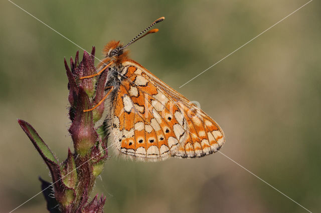 Marsh Fritillary (Euphydryas aurinia)