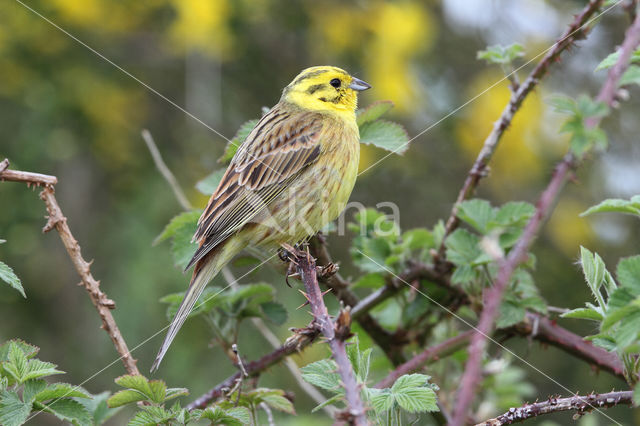 Geelgors (Emberiza citrinella)