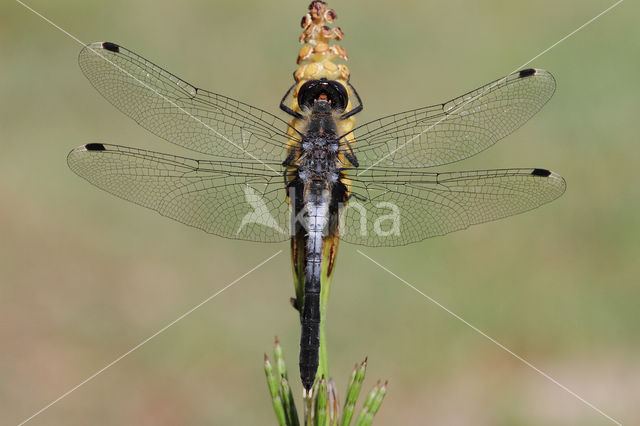 Oostelijke witsnuitlibel (Leucorrhinia albifrons)