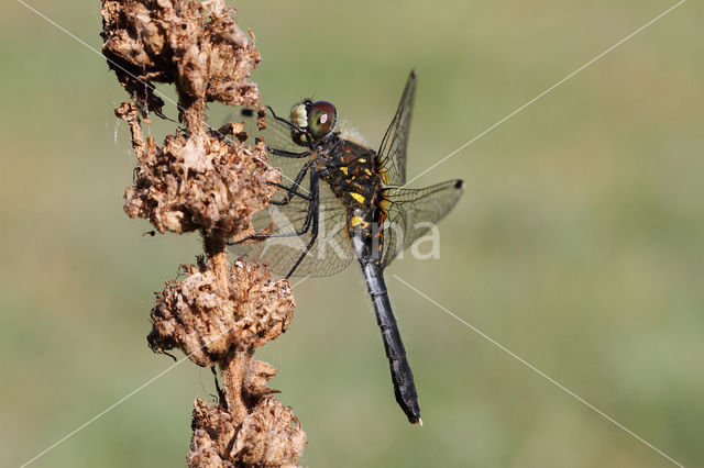 Eastern White-faced Darter (Leucorrhinia albifrons)