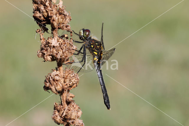 Eastern White-faced Darter (Leucorrhinia albifrons)