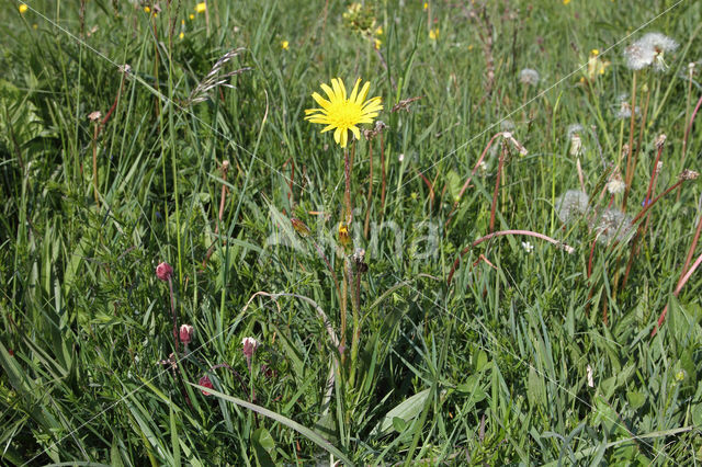 Kleine schorseneer (Scorzonera humilis)