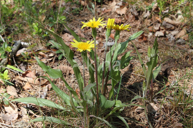 Dwarf Viper's-grass (Scorzonera humilis)