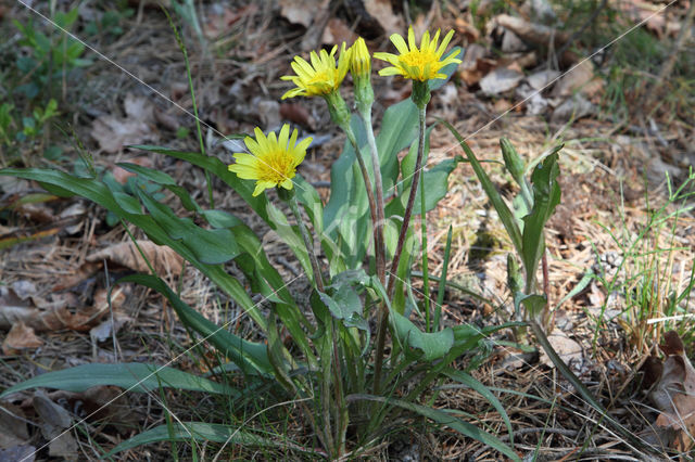 Kleine schorseneer (Scorzonera humilis)