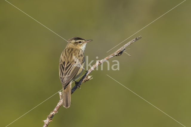 Rietzanger (Acrocephalus schoenobaenus)