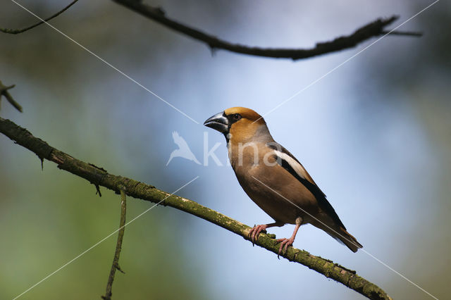 Appelvink (Coccothraustes coccothraustes)