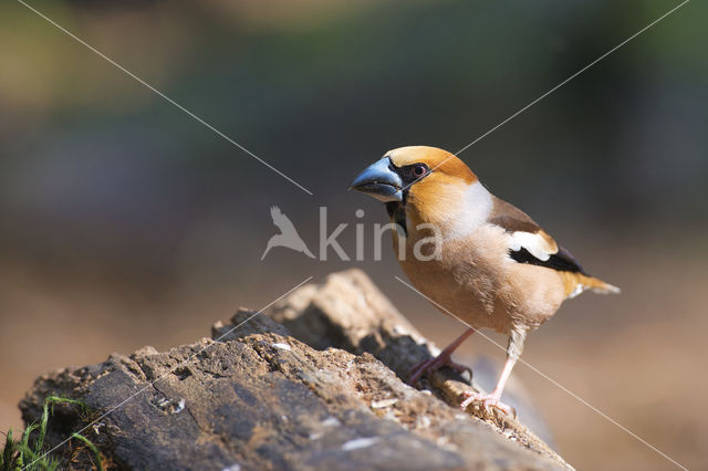 Hawfinch (Coccothraustes coccothraustes)