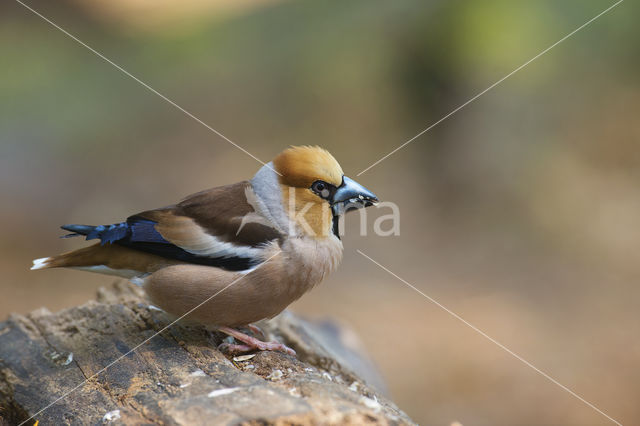 Appelvink (Coccothraustes coccothraustes)