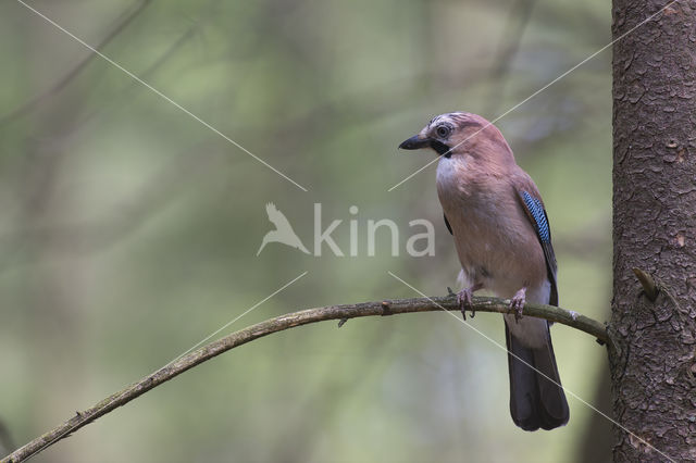 Eurasian Jay (Garrulus glandarius)