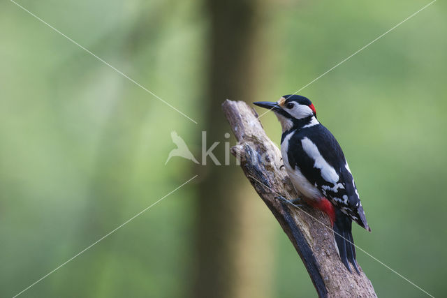 Grote Bonte Specht (Dendrocopos major)