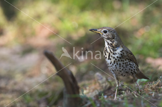 Song Thrush (Turdus philomelos)