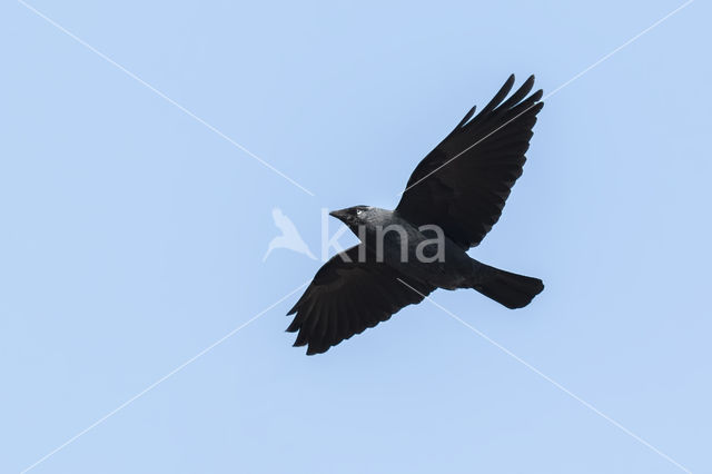 Kauw (Corvus monedula)