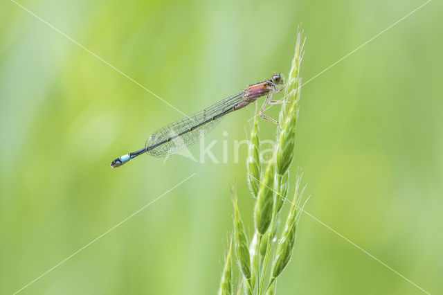 Blue-tailed Damselfly (Ischnura elegans f. rufescens)