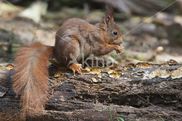 Red Squirrel (Sciurus vulgaris)