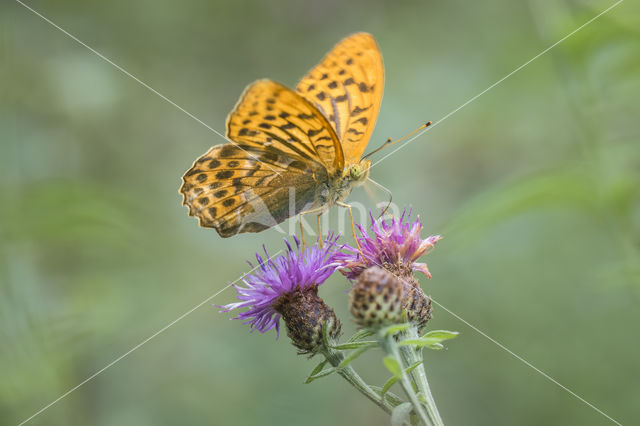 Silver-washed Fritillary (Argynnis paphia)