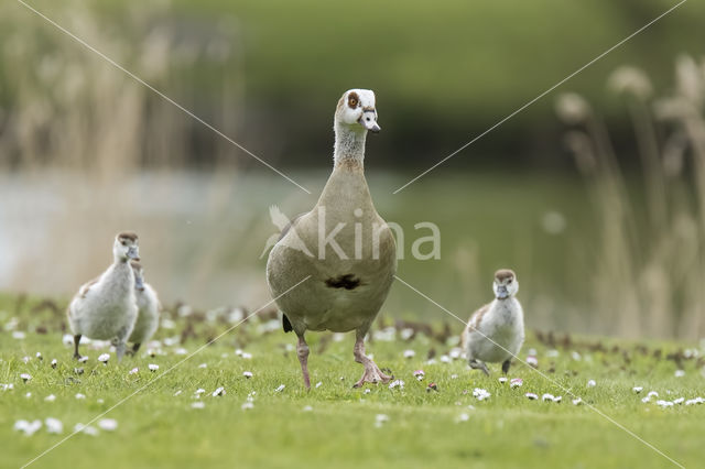 Nijlgans (Alopochen aegyptiaca)