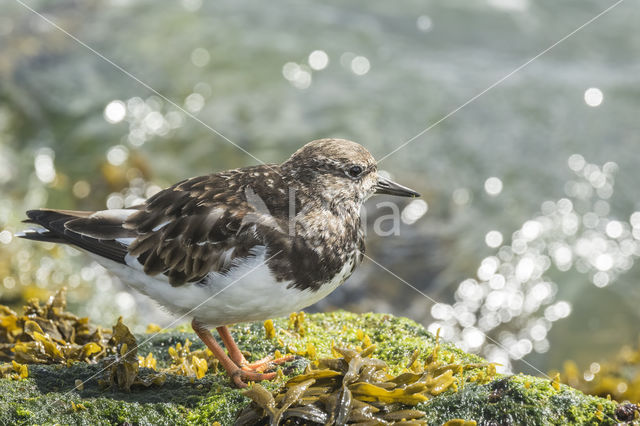 Steenloper (Arenaria interpres)