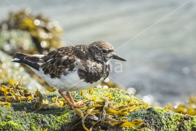 Ruddy Turnstone (Arenaria interpres)