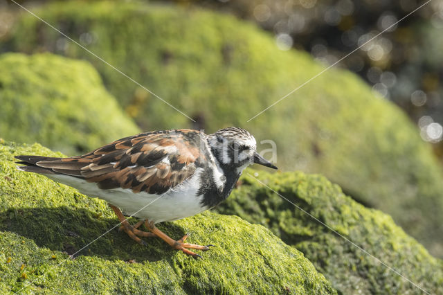 Ruddy Turnstone (Arenaria interpres)