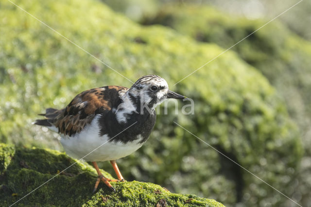 Steenloper (Arenaria interpres)