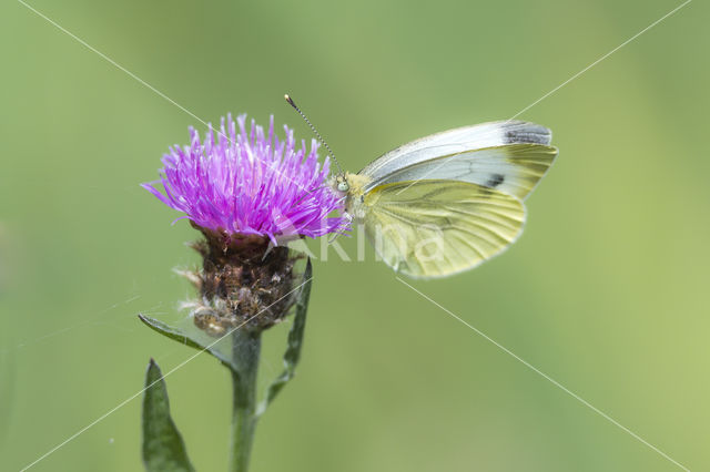 Klein geaderd witje (Pieris napi)