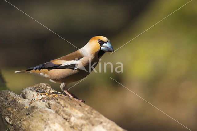 Hawfinch (Coccothraustes coccothraustes)